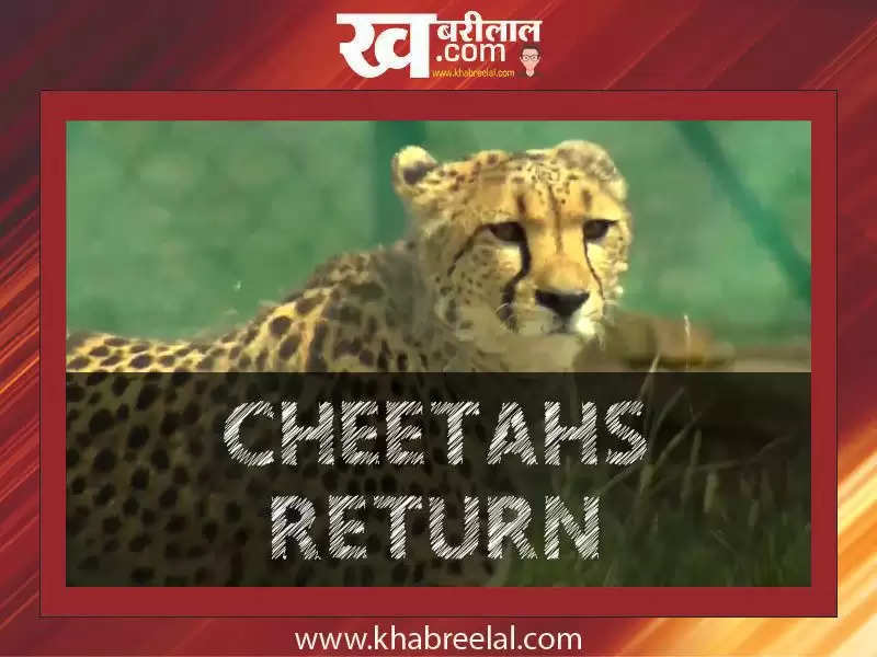Cheetahs Return
