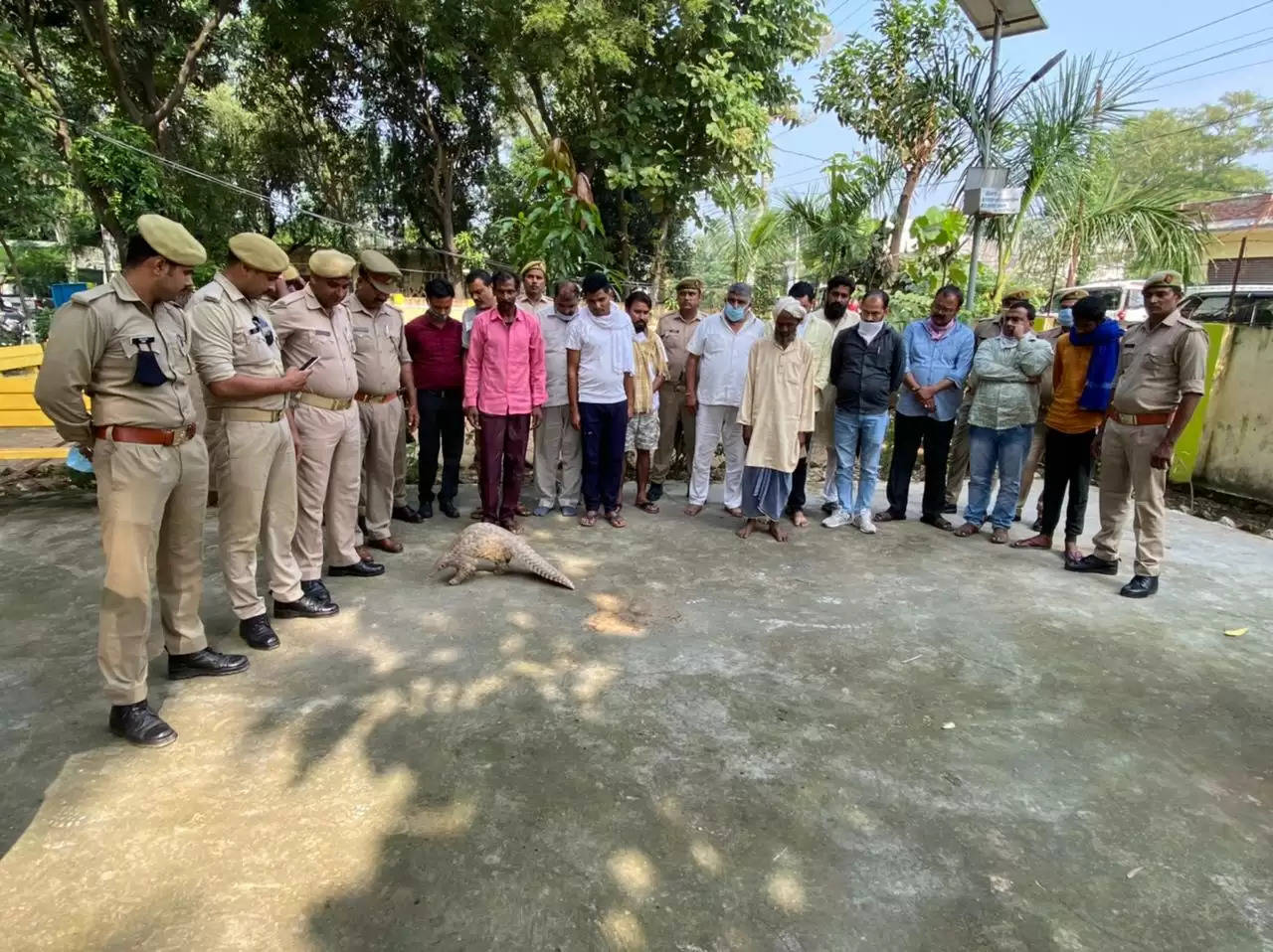 Pangolin Smuggler in police custoday