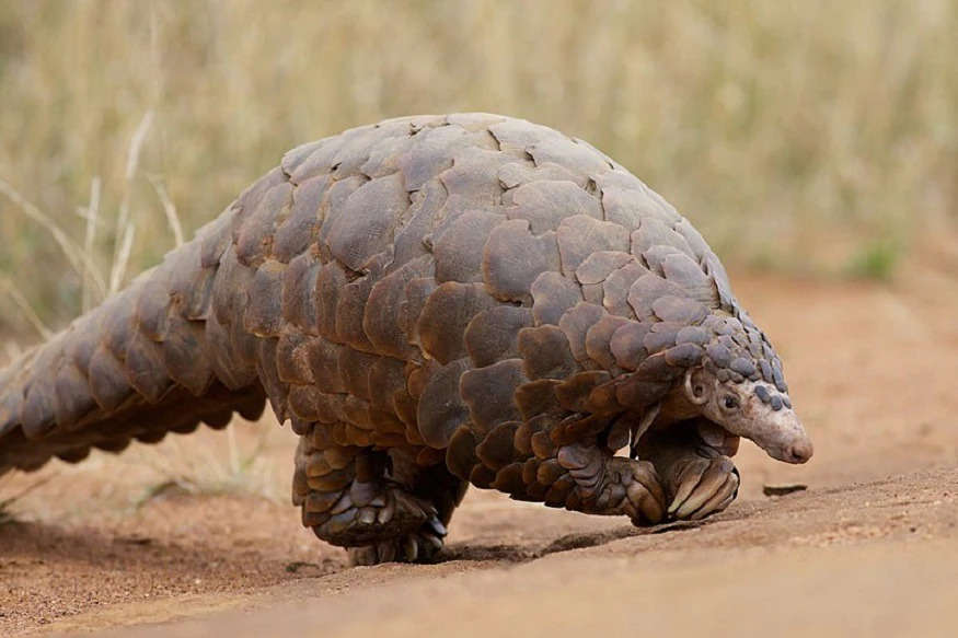 Smuggling of Pangolin