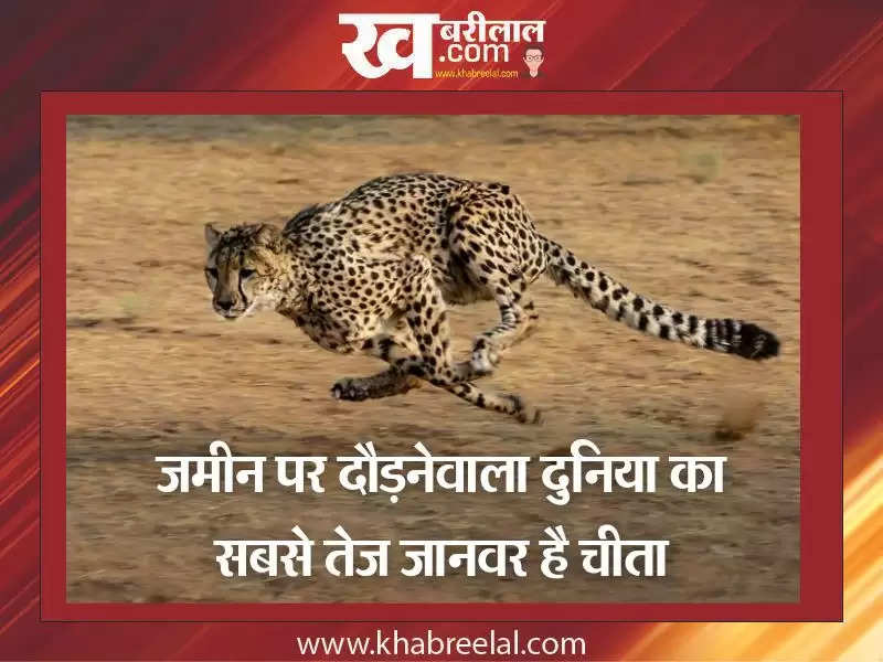 Cheetahs Return