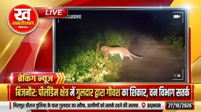 Leopard holding a calf in its jaws caught on camera in Bijnor